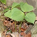 Trillium smallii