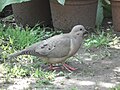 Chilean pigeon