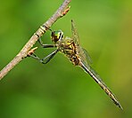 Yellow-spotted emerald