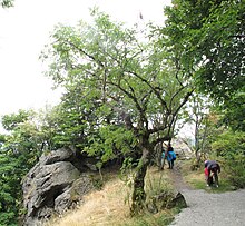 Rhön, Milseburg, Wanderweg