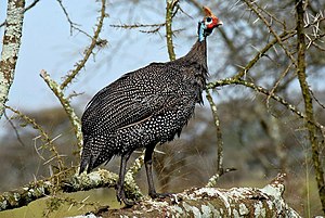 Kaskonumido, ĉe Nacia Parko Serengeti, Tanzanio