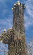 Saguaro Cactus in bloom