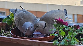 Couple de tourterelles turques 2.jpg