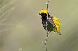 Euplectes afer -Lake Baringo, Kenya -male-8.jpg