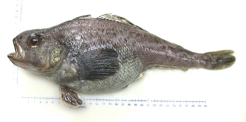 File:Fish8720.jpg