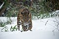 Amurleopard (Panthera pardus) im Schnee