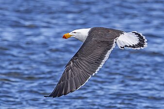 Adult, Freycinet, Tasmania