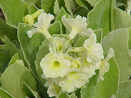 Primula auricula