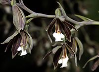 Prosthechea campylostalix