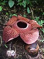 La plus grande fleur simple du règne végétal, la Rafflesia arnoldii peut atteindre 1 m de diamètre et peser jusqu'à 10 kg.