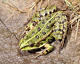 Ežerinė varlė (Pelophylax ridibundus)