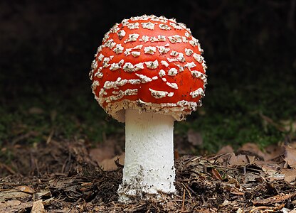 Amanita muscaria var. aureola (Fly Agaric)