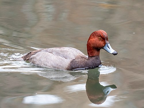 Redhead by Rhododendrites