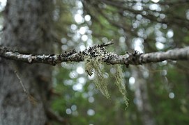 Tännforsen naturreservat skägglav.jpg