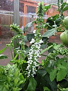 -2019-07-20 Basil flowers (Ocimum basilicum), Trimingham (2).JPG