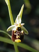 Ophrys annae