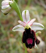 Ophrys balearica