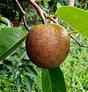 Annona glabra (Annonaceae).jpg