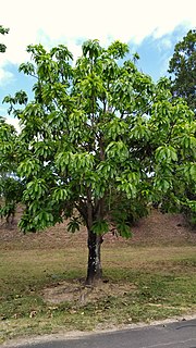 Thumbnail for File:Barringtonia calyptrata, tree.jpg