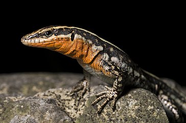 Oertzeni's Rock Lizard