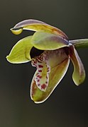 Cymbidium hartinahianum