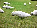 Cacatua galerita