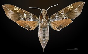 Callionima innus MHNT CUT 2010 0 16 Osayacu Napo Ecuador female dorsal.jpg