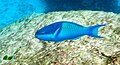 Dark-capped Parrotfish