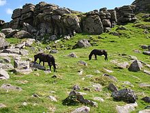 Photo de poneys Dartmoor broutant dans la campagne anglaise.