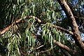 Eucalyptus viminalis subsp. pryoriana in Bradshaw Bushland Reserve