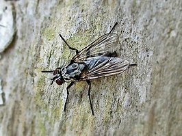 Eustalomyia histrio