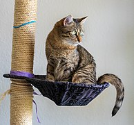 Un matou européen à poil court dans un hamac fixé sur un griffoir d'arbre à chat.