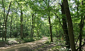 Forêt de Lespinasse (Loire) 004.jpg