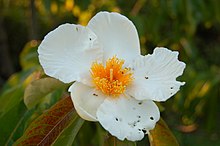 Franklin Tree Franklinia alatamaha Flower 3008px.JPG