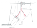 Zona frontal del abdomen, mostrando marcas de superficie para las arterias y el canal inguinal.