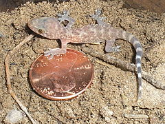 Hemidactylus frenatus.