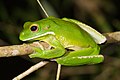 White-lipped Tree Frog