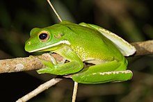 Litoria infrafrenata - Julatten.jpg