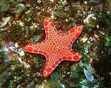 Pentagonaster dubeni