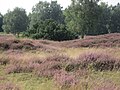 Pestruper Gräberfeld bei Wildeshausen