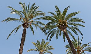 Phoenix canariensis, une Phoeniceae