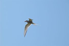 Sterna paradisaea - Terna - Arctic Tern - Küstenseeschwalbe - Havterne