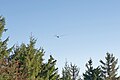 * Nomination: SZD-50 Puchacz glider (SP-4015) over a forest on Turbacz peak in the Gorce Mountains --Jakubhal 15:19, 27 October 2024 (UTC) * * Review needed