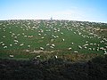 Mob of sheep, South Island, NZ