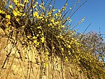 Thumbnail for File:Winter jasmine, Niederwalluf.jpg