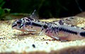 Corydoras habrosus