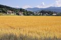 English: View across an oat field at the village Matzendorf Deutsch: Blick über ein Haferfeld auf die Ortschaft Matzendorf