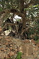 1000-year-old carob tree (Ceratonia siliqua)