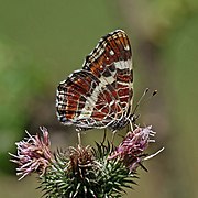 Map (Araschnia levana) form prorsa underside Piatra Craiului