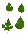 Leaf variation